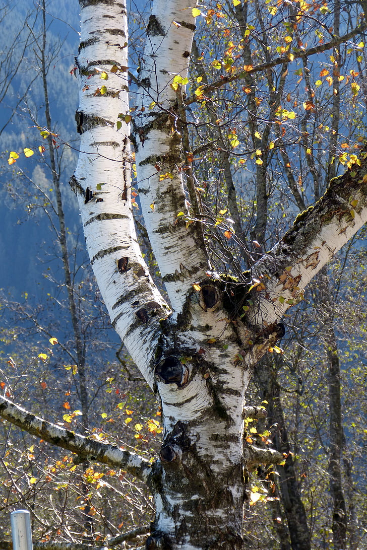 birch, tree, nature, tribe, autumn, fork