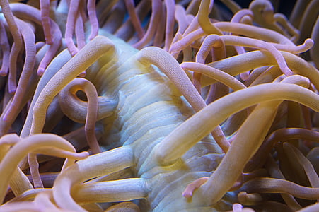 Anemone, anemone di mare, sott'acqua, mare, animale di mare, creatura, tentacolo