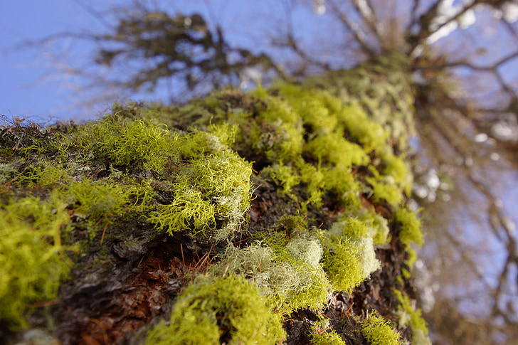 moss, tree, forest, green, nature, trunk, tree trunk
