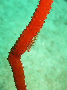 Lepadogaster, corallo della frusta, Coral, pesce, barriera corallina, oceano, Marine