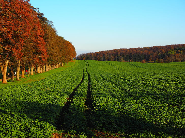 polje, Poljoprivreda, zima uljane repice, zeleno gnojivo, uljane repice, Brassica napus, ponavljanja