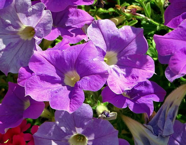 Petunia, họ cà, Hoa, màu tím, màu tím, thực vật học, cánh hoa