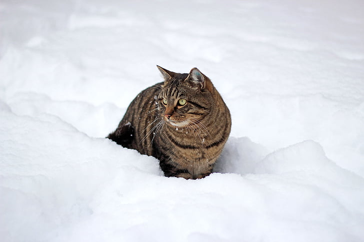 kaķis, sniega, ziemas, dzīvnieku, mājas kaķis, salna, skumbrijas