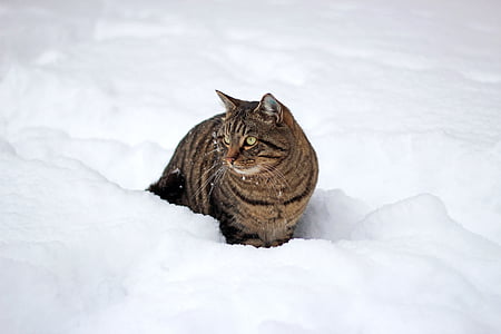 kucing, salju, musim dingin, hewan, kucing domestik, embun beku, ikan kembung