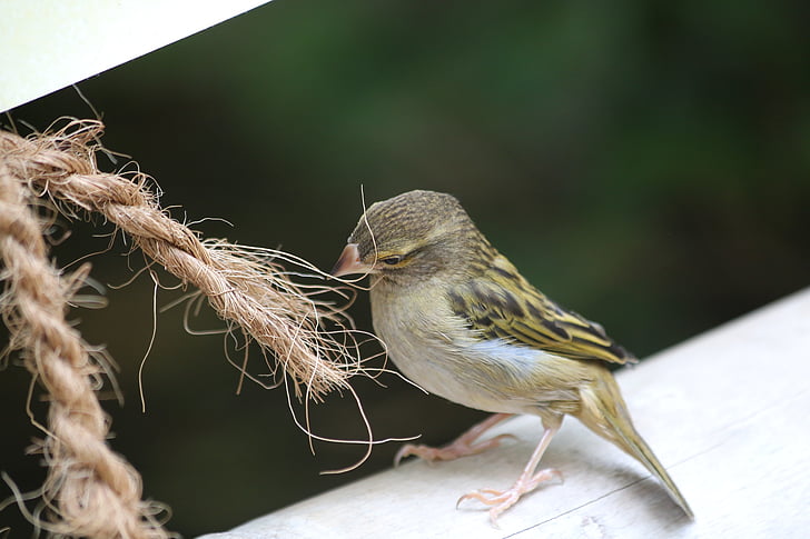 Sparrow, pták, zvíře