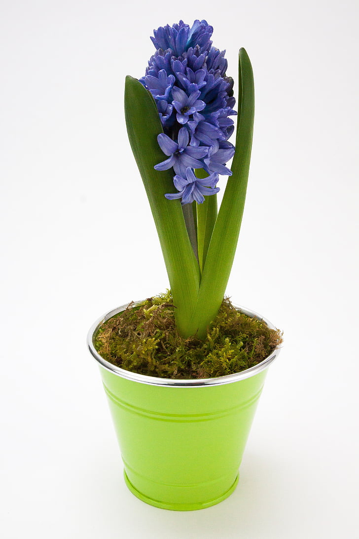 Hyacint, Hyacinthus orientalis, Chřestovité, Chřest rostlina, květ, jaro, závod