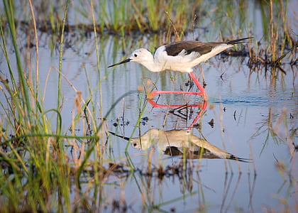 pták, voda, Botswana, volně žijící zvířata