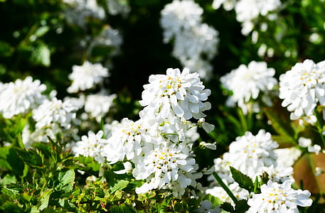candytuft, многолетнее, вечнозеленый, завод, Иберис sempervirens, Белый, цветок