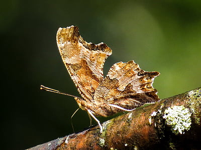insecte, virgule est, Polygonia, nature, papillon