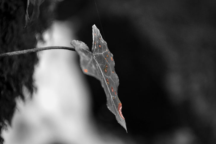 leaf, nature, bw, close-up, tree, branch, plant