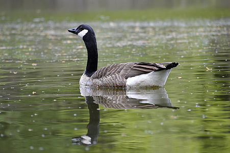 canada goose, water, mirroring, lake, reflections, glitter, waldsee