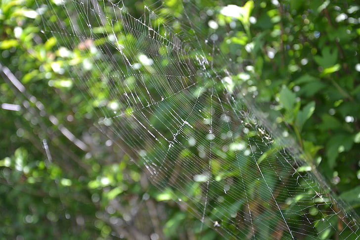 spin, canvas, spinnenweb, macro, natuur