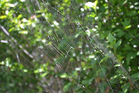 spider, canvas, spider web, macro, nature