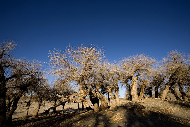 Populus, talvel, Desert