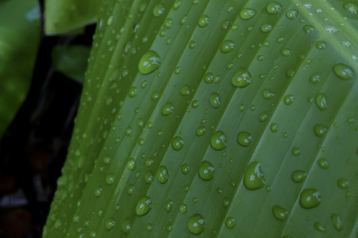 krople wody na liściu, Banana leaf, krople, deszcz, zielony, wody, banan