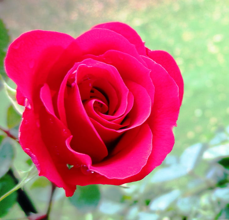 τριαντάφυλλο, μωβ, άνθιση, αυξήθηκε ανθίζουν, λουλούδι, κόκκινο, Όμορφο