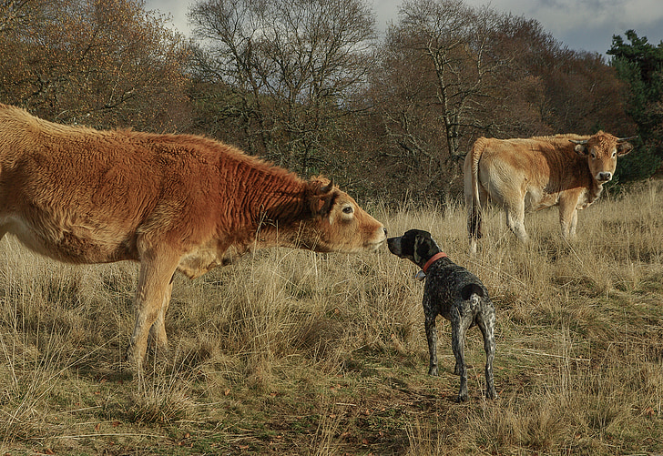 meeting, hunting dog, herd, cows