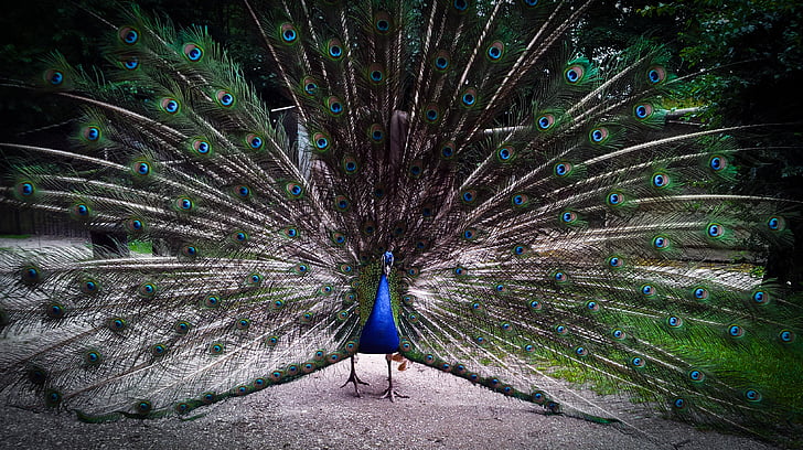 peacock, bird, wheel, beautiful tail, fauna, animal