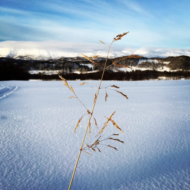 Zima, snijeg, priroda, suhe trave, krajolik