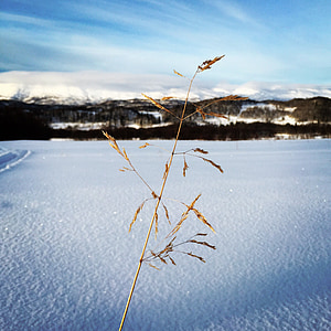 Zima, snijeg, priroda, suhe trave, krajolik