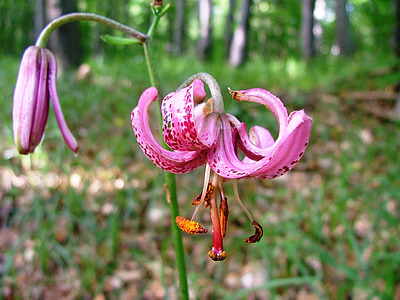 orchid, turk's cap lily, beech mountain, forest, summer, nature, flower