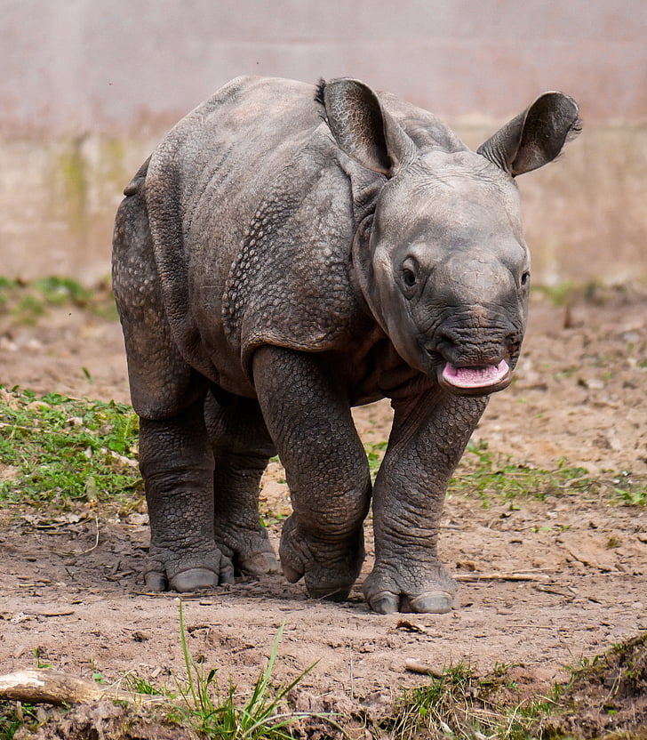 Rhino, animal, paquidermo, bebé de Rhino, jóvenes de Rhino, Nürnberger tiergarten, curiosidad