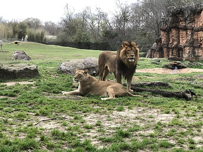 leões, jardim zoológico, selvagem, natureza, vida selvagem, animal