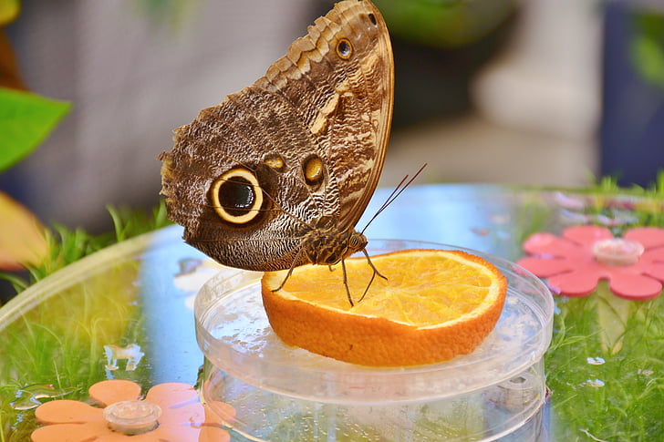 butterfly, owl butterfly, edelfalter, eyes, wing, feeding, animal