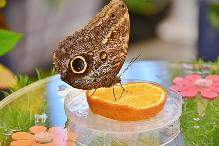 vlinder, uil vlinder, edelfalter, ogen, vleugel, voeding, dier