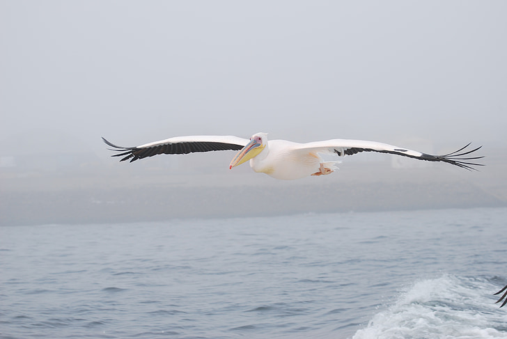 Pelican, uccello, volare, mare, Ali, natura