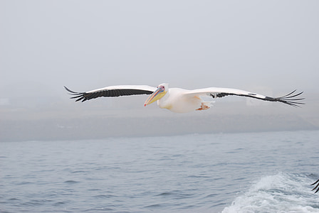 Pelican, fuglen, fly, sjøen, vinger, natur