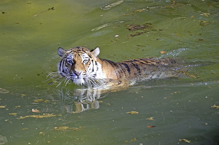 Tigre, gato grande, água, nadar, gato, perigoso, predador