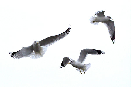 herring gull, seagull, larus, bird, laridae, north sea, seevogel