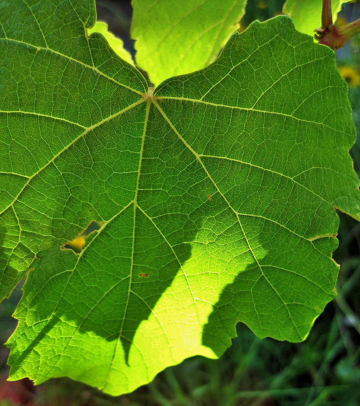 Leaf, zaļa, vīnogulāju, vīnogu, gaiša, saules gaismā, daba