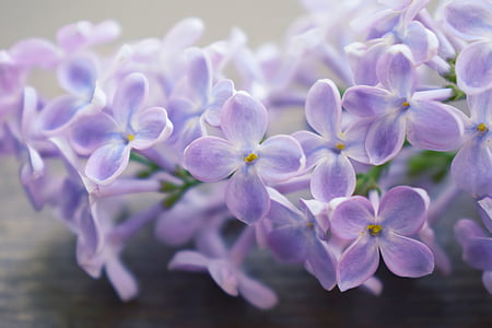 lilac, macrophoto, macro, flowers, nature, purple, plant