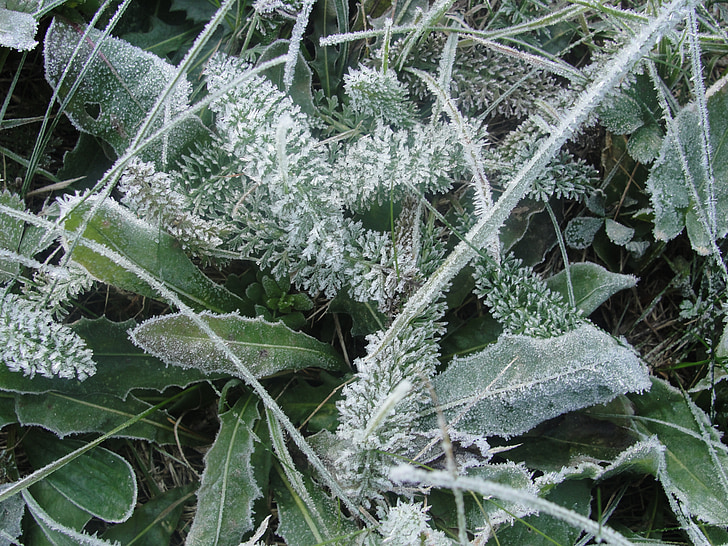 Frost, vinter, gräs, fryst, naturen, kalla, frostiga
