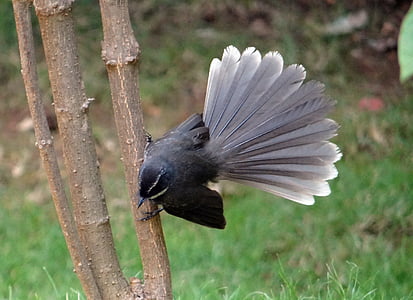 wit-throated fantail vliegenvanger, Rhipidura albicollis, vogel, Insecteneters, zangvogels, Dharwad, India