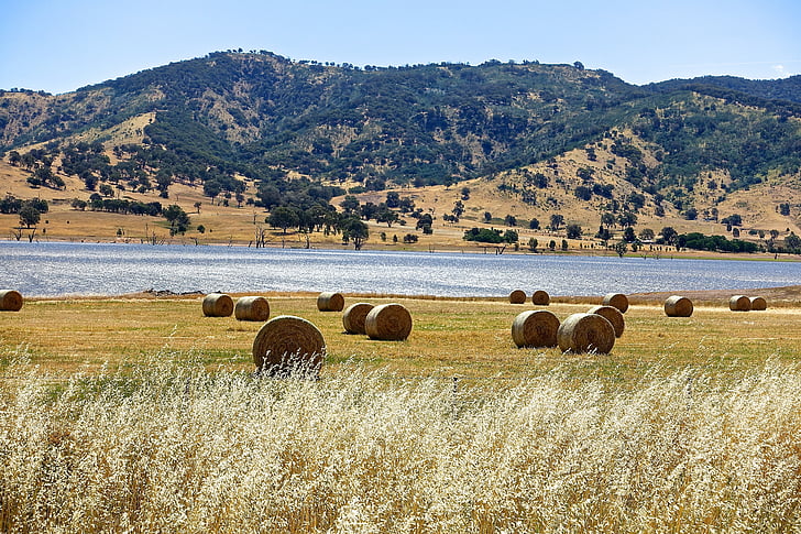 hay bales, harvest, hay, agriculture, bale, field, crop