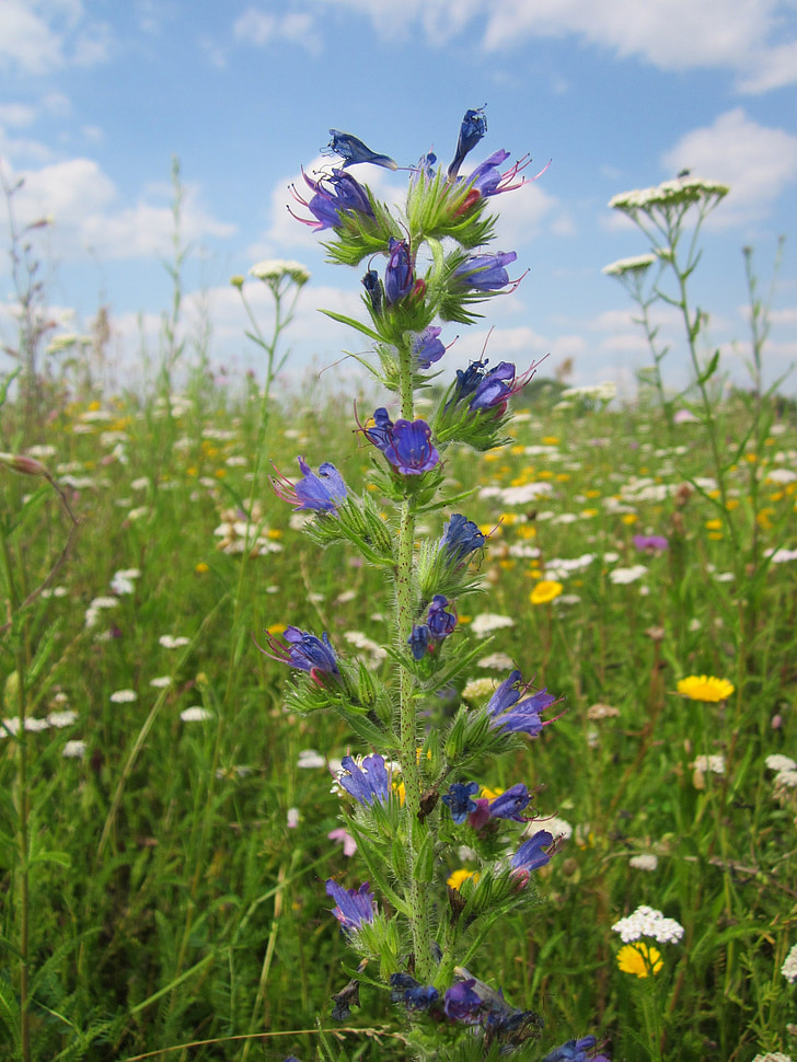 Синяк звичайний, Viper магістра bugloss, blueweed, Wildflower, Флора, ботаніка, види