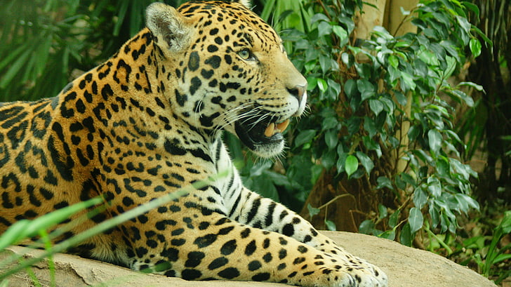 Jaguar, stor katt, dyr, dyreliv, feline, rovdyr, katten