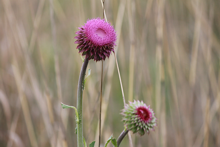 thistle, wildflower, nature, natural, plant, flora, close-up
