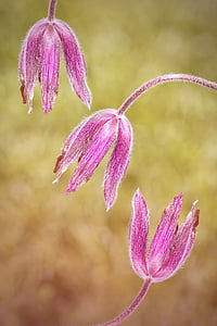 common pasque flower, pulsatilla vulgaris, flower, plant, spring flower, blossom, bloom