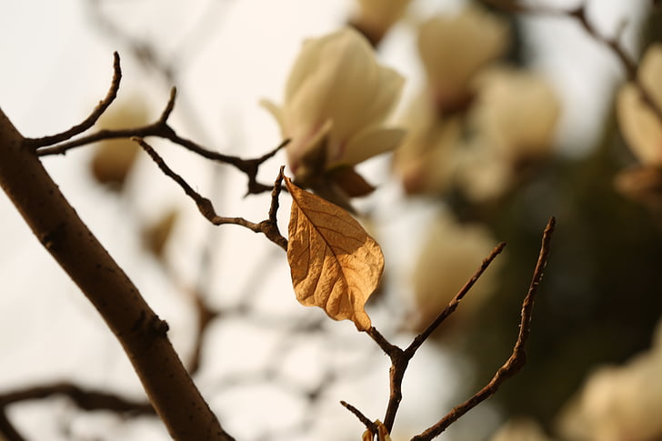 magnolia flower, white, flower