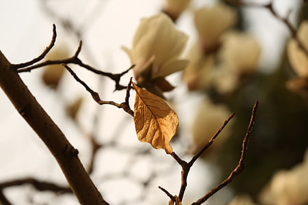 fiore della Magnolia, bianco, fiore