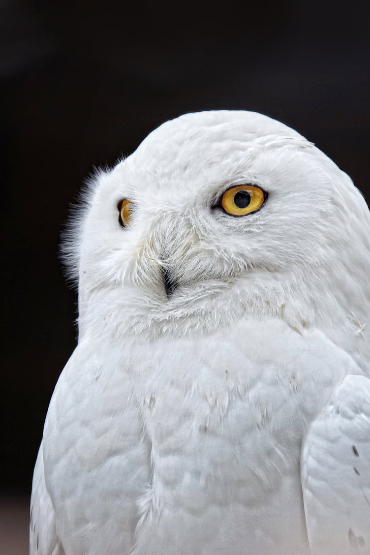Owl, mắt vàng, trắng, con chim, đóng, lông vũ, bộ lông