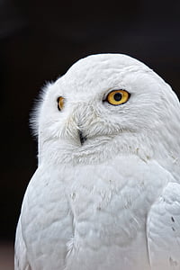 owl, yellow eyes, white, bird, close, feather, plumage