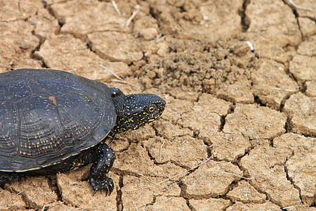 black, claw, grass, green, reptilian, tortoises, turtle