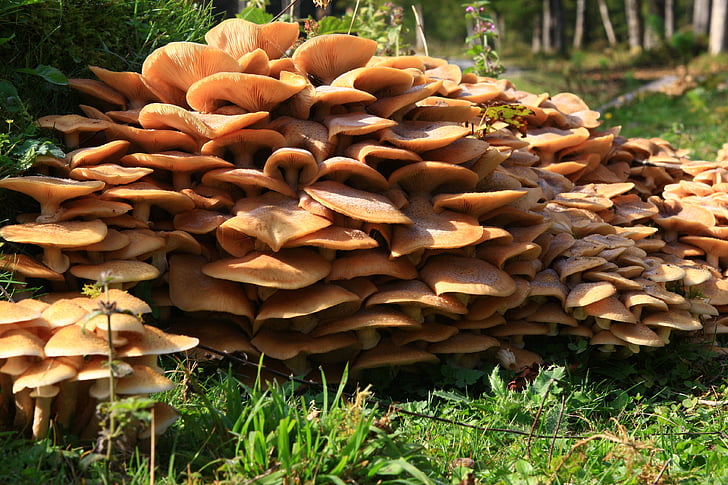 mushrooms, nature, forest, natural, fungus, fungi, stack