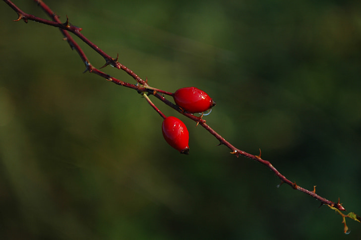 nature, dawn, rosehips, plant, in the morning, flower
