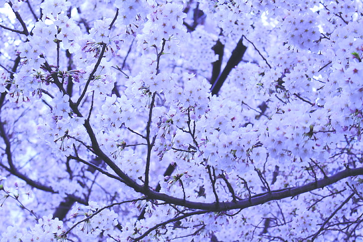 fialová, černá, třešeň, květy, květ, Japonsko, strom